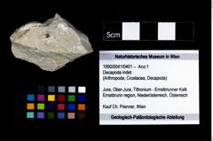 Foto (Objekt + Etikett) von Decapoda indet.  (NHMW-GEO-1990-0041-0401)